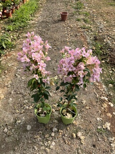 暗斑丽娜三角梅四季勤开花大盆原土带花发货包活对版高60厘米好养