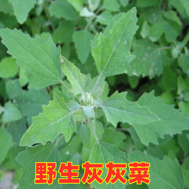 灰灰菜新鲜灰苋菜野菜藜菜现摘现挖农家时令野灰吊菜野生3斤包邮