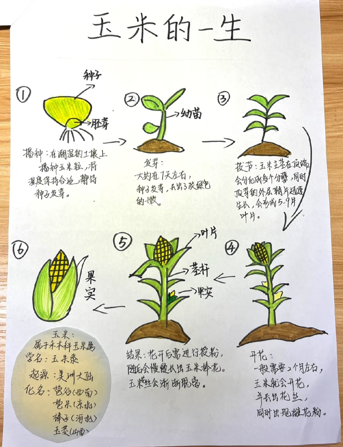 小学生二年级玉米自然笔记手抄报模板电子版绿植观察日记线稿素材
