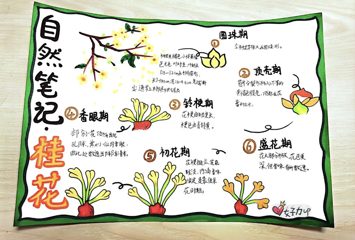 自然观察笔记桂花手抄报模板小报横版线稿绘画生长过程记录小学生