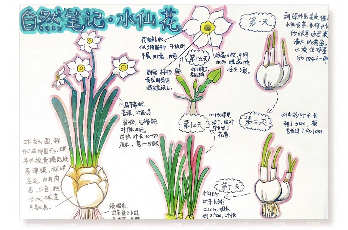 自然观察笔记水仙花手抄报模板小报横版线稿绘画生长过程记录小学