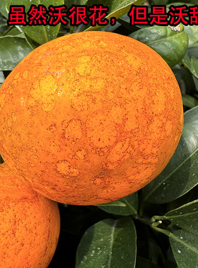 广西武鸣花沃柑10斤新鲜水果当季整箱正宗礼盒现摘现发长得丑柑橘