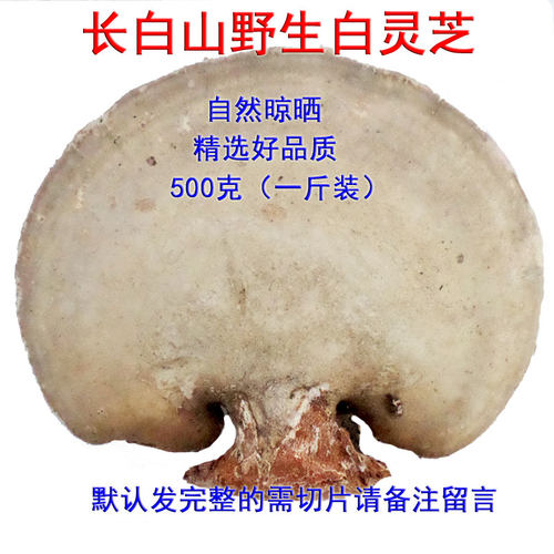 野生东北完整500克白灵芝