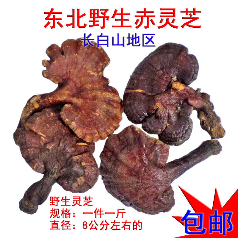 野生赤灵芝 东北长白山野生深山整枝赤芝 红芝 血灵芝 丹芝灵芝草
