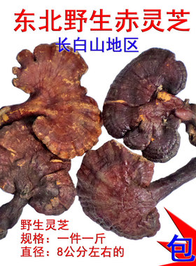 野生赤灵芝 东北长白山野生深山整枝赤芝 红芝 血灵芝 丹芝灵芝草