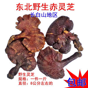 野生赤灵芝 东北长白山野生深山整枝赤芝 红芝 血灵芝 丹芝灵芝草