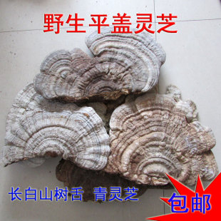 长白山野生平盖灵芝 树舌灵芝大个块青芝正品灵芝片粉灵芝整枝
