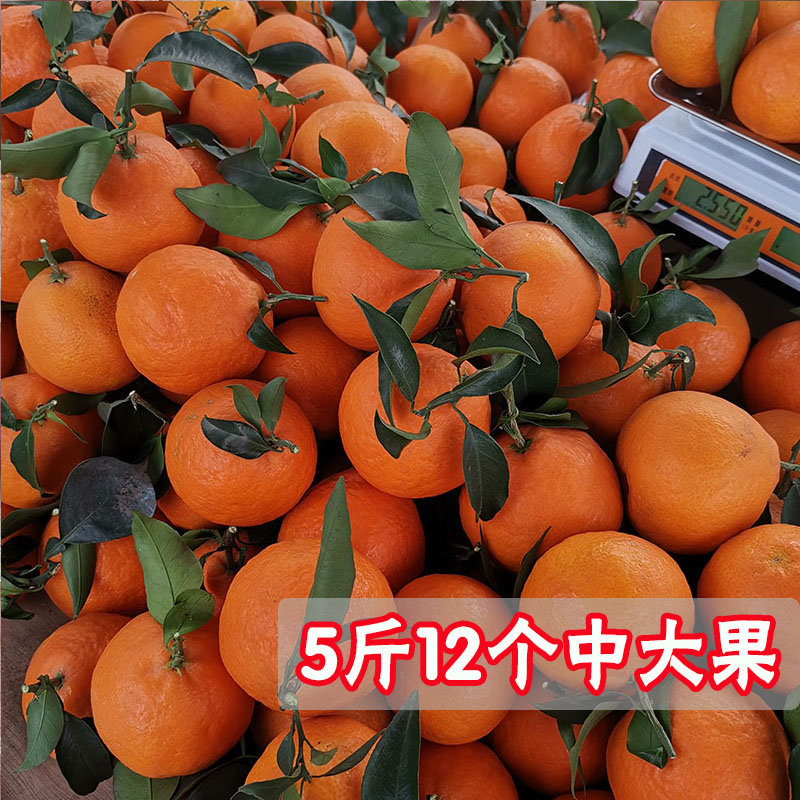 爱媛38号果冻橙新鲜现摘新鲜水果时令水果果冻橙四川蒲江爱媛橙