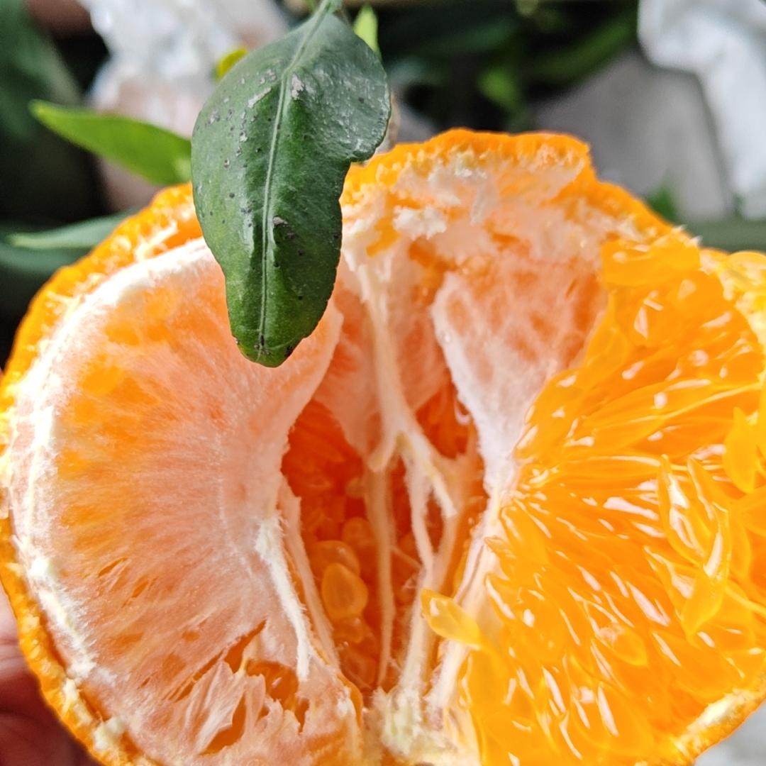 四川蒲江新鲜水果柑平甘平干平5斤9-12个