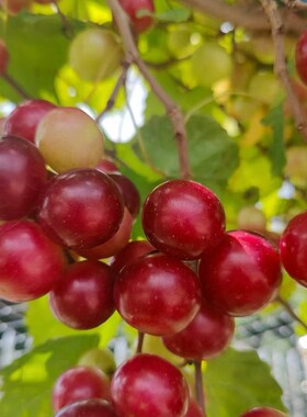 美国圆叶葡萄苗懒人葡萄苗浓香红宝石，现在叶子落了，才发芽哦