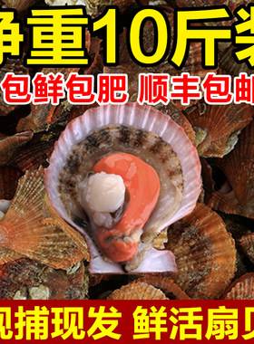 鲜活扇贝带黄带膏个个肥美