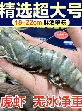 超大高品质黑虎虾老虎虾
