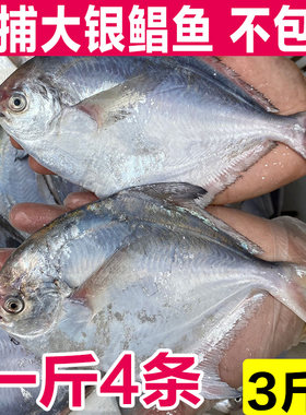 银鲳鱼新鲜冷冻鲜活大白鲳鱼正宗渔船海捕海鱼速冻超大/一斤3-4条