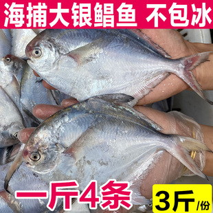 银鲳鱼新鲜冷冻鲜活大白鲳鱼正宗渔船海捕海鱼速冻超大/一斤3-4条