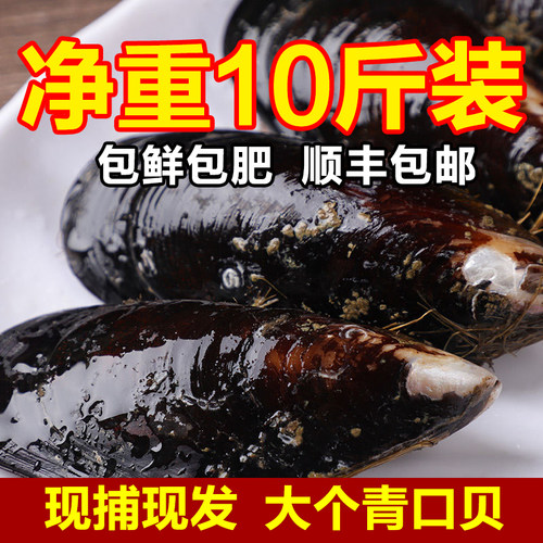 鲜活大个青口贝现捕现发