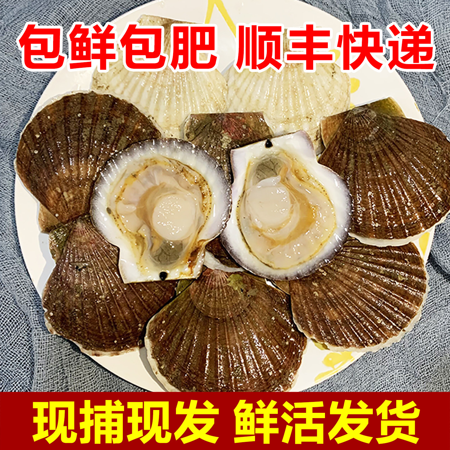 鲜活扇贝白贝新鲜小夏夷贝大个肥美带壳贝类烧烤海鲜顺丰发货