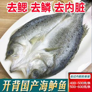海鲈鱼开背新鲜冷冻特大深海七星鲈鱼去内脏免处理烤鱼半成品真空
