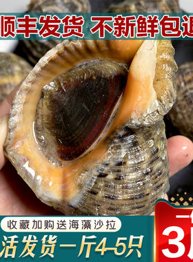 连云港特产生猛海鲜鲜活大海螺包邮海鲜水产贝壳3斤装包邮