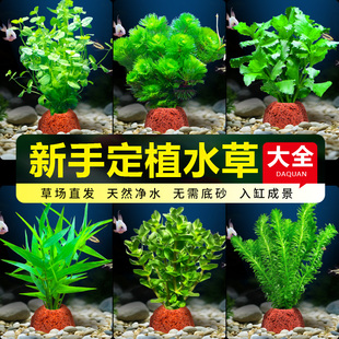 火山石水草鱼缸专用造景植物绿菊蜈蚣草真草迷你九净化水质套餐