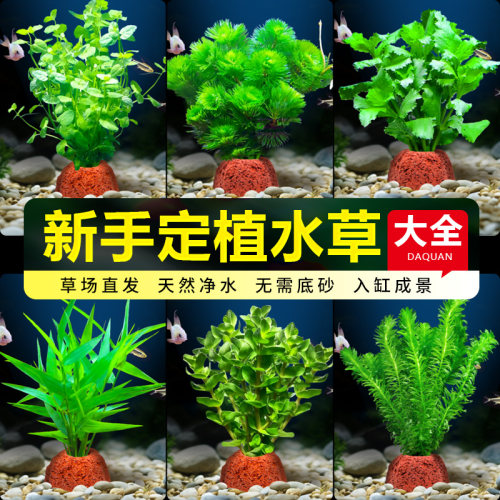 青色水景火山石水草鱼缸专用套餐