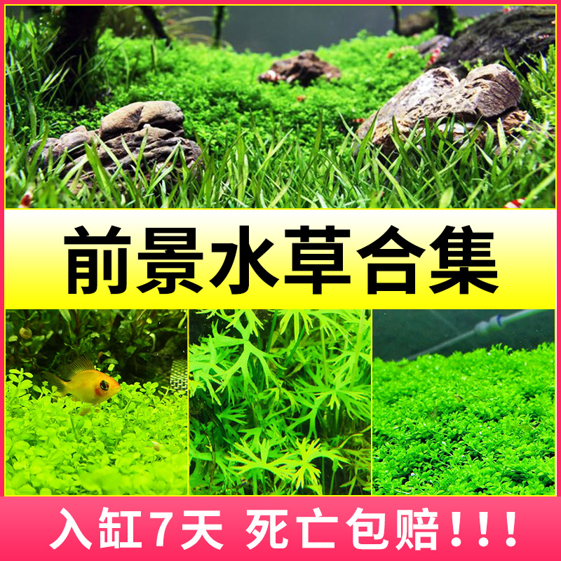 前景水草鱼缸造景活体懒人淡水植物阴性天湖爬地大矮珍珠迷你牛毛 青色水景空间 淘优券