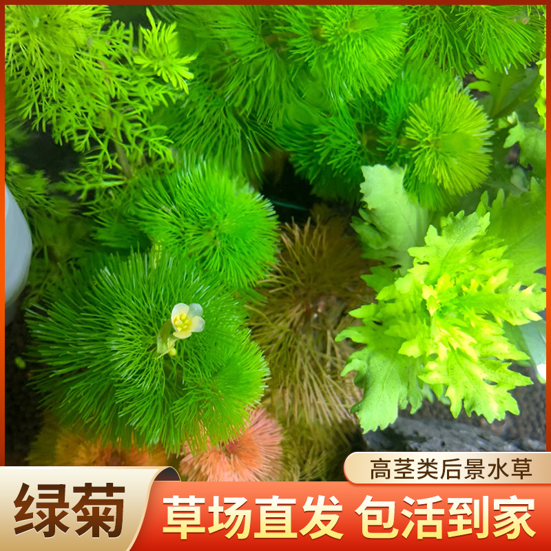 绿菊花活体真水草鱼缸水族箱松尾红菊造景淡水增氧植物阴性后景草 青色水景空间 淘优券
