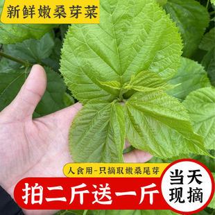 新鲜食用桑叶芽现摘桑叶苗上汤桑嫩尖叶商用饭店绿色蔬菜桑特色菜