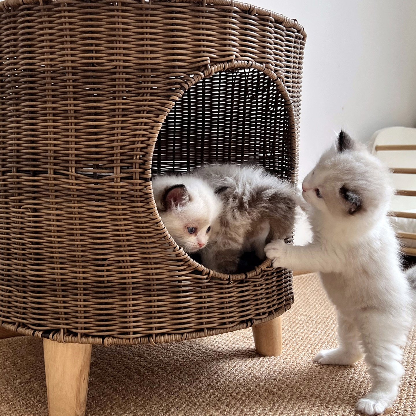 猫窝保暖半封闭藤编狗窝冬季宠物用品猫笼宠物窝三脚透气四季通用,宠物/宠物食品及用品,猫笼子/猫别墅,淘宝优惠券,粉丝福利购,淘宝优惠卷