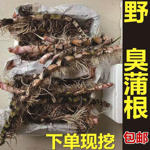 自然生长新鲜水菖蒲老根泥菖莆臭蒲根水菖蒲草根水剑草材一斤包邮 - 封面