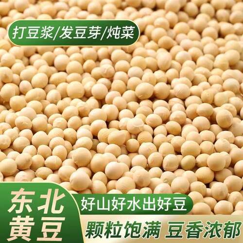 黄豆非转基因新货黄豆打豆浆