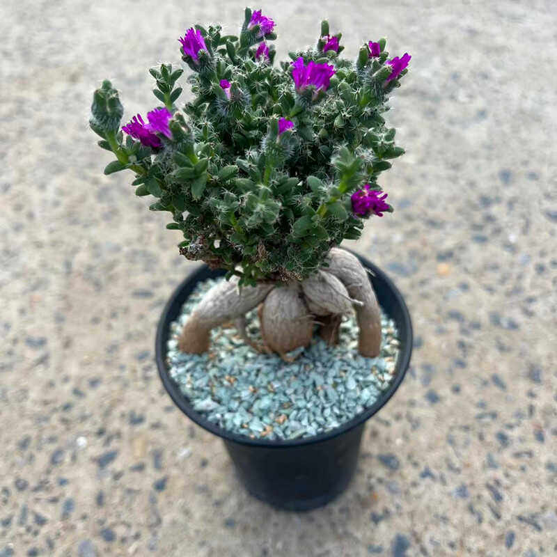 多肉植物块根阳台绿植 花卉 吸甲醛防辐射 奇趣盆栽块根姬红小松