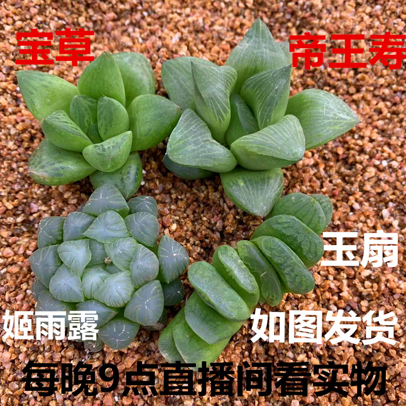 漠上花多肉植物十二卷玉露套餐一筐包邮【直播下单】每晚9点开播 鲜花速递/花卉仿真/绿植园艺 多肉植物 原图主图