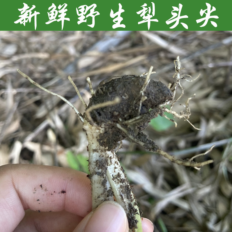 新鲜野生广东佛山三水