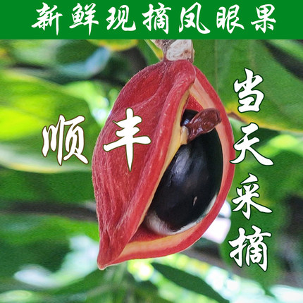 广东 新鲜罗晃子苹婆果九层皮潘安果七姐果富贵子红皮果黑果 顺丰