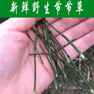 新鲜野生 木贼草 节骨草 节节草木贼草节节木贼草 骨节草农田杂草