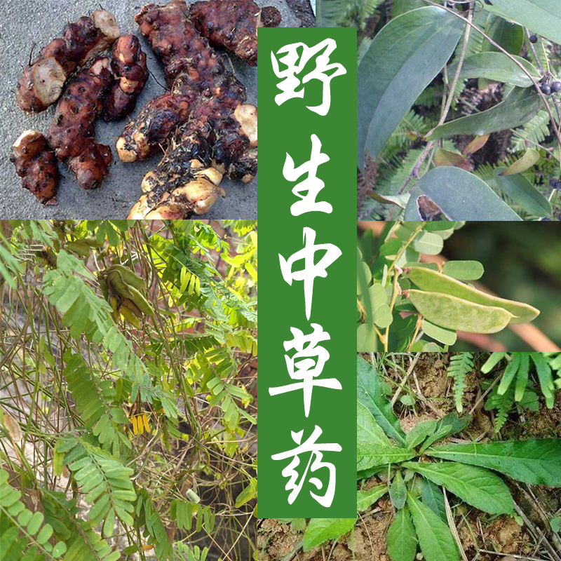 中草药 金樱子鸡骨草土茯苓 地胆头 牛大力水蛭干猫爪草巴戟