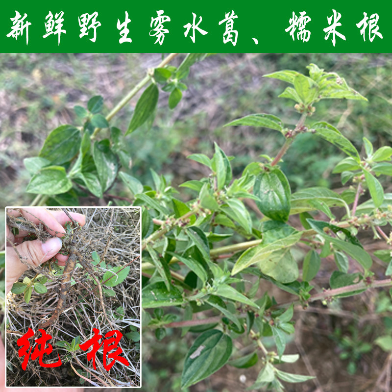 新鲜荒野雾水葛 地消散脓见消吸脓膏田薯水麻秧拔脓膏山参糯米草