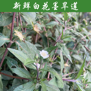 新鲜自生旱莲草中药材500g旱连草白花墨旱莲新鲜墨水草乌心草墨汁