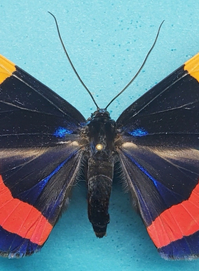 Milionia drucei  尺蛾标本