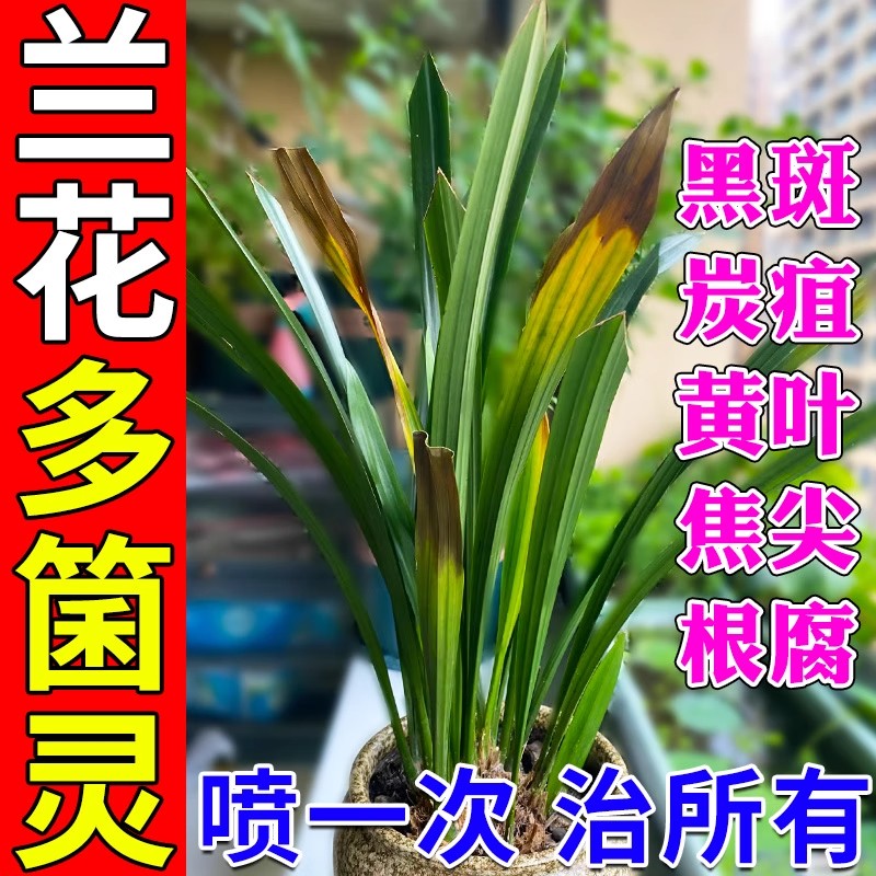 兰花多箘灵兰草黑斑病焦尖黄叶专用杀...