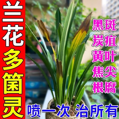 兰花多箘灵兰草黑斑病焦尖黄叶专用杀菌药枯草芽孢菌杆菌肥爆根剂