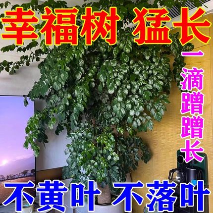 幸福树肥料专用营养液幸福树客厅大盆栽黄叶掉叶子室内绿植养花肥