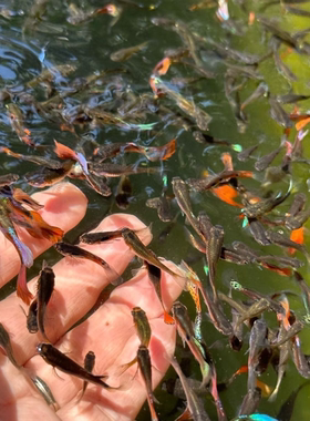 孔雀鱼纯种热带观赏鱼苗淡水小型小鱼好养耐活耐养凤尾斑马