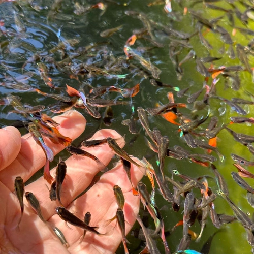 孔雀鱼纯种热带观赏鱼苗淡水小型小鱼好养耐活耐养凤尾斑马