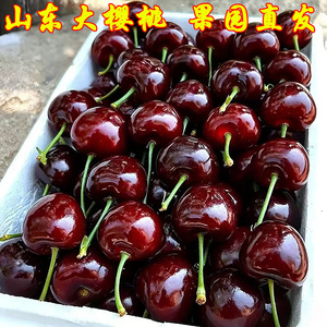 国产山东大樱桃水果新鲜当季整箱5斤装美车厘子新鲜水果特早包邮