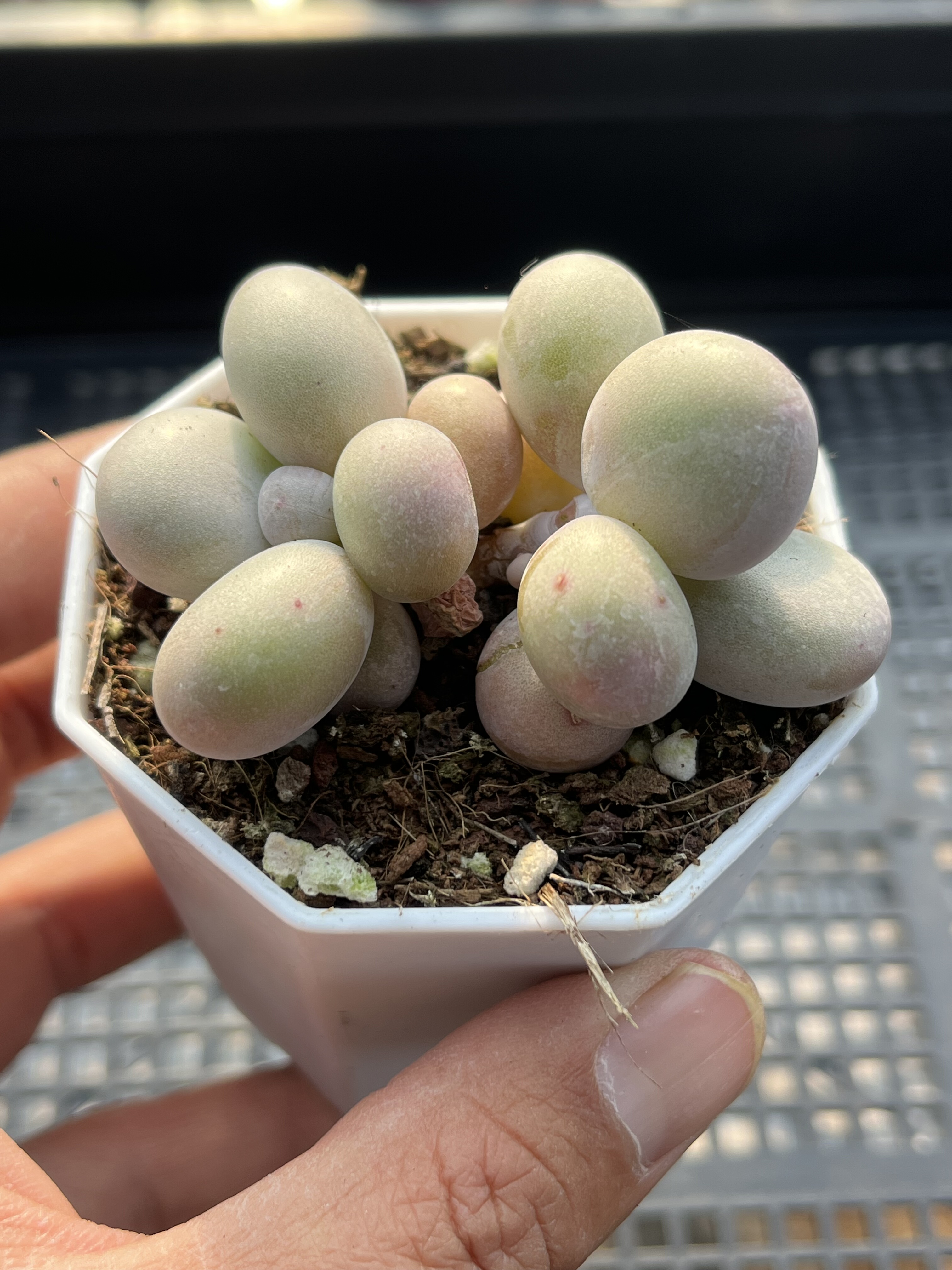 水光针奶酪 多肉植物一物一拍18包邮E24-1,鲜花速递/花卉仿真/绿植园艺,多肉植物,淘宝优惠券,粉丝福利购,淘宝优惠卷