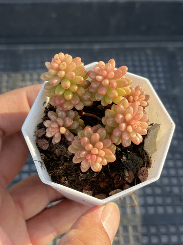 浆果锦  多肉植物一物一拍18包邮J22