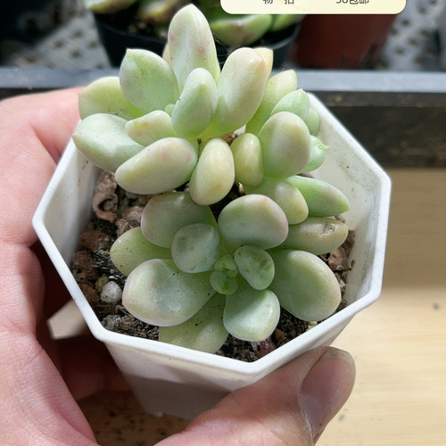 比尔盖茨