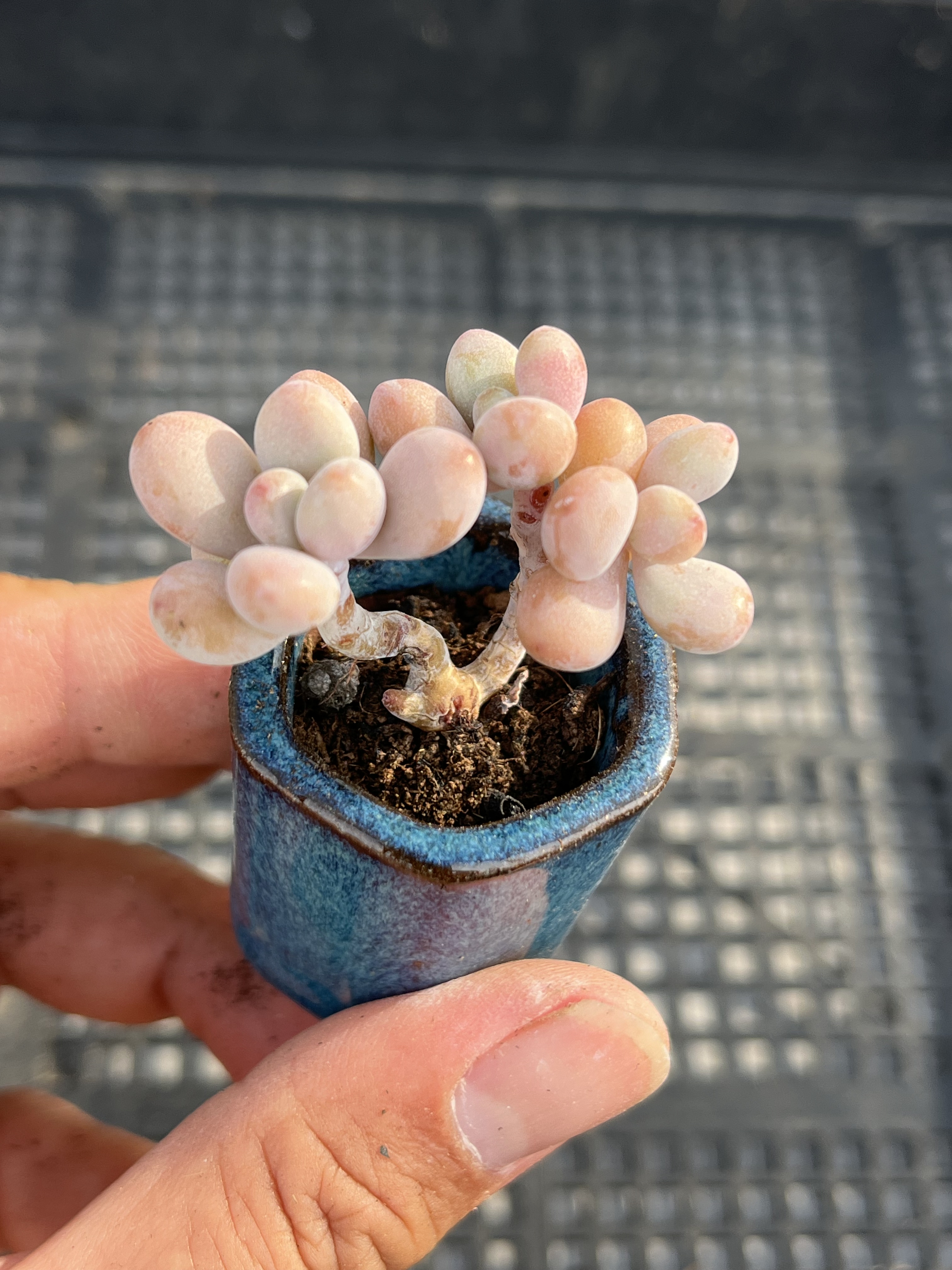 丸叶桃蛋  多肉植物一物一拍18包邮J16