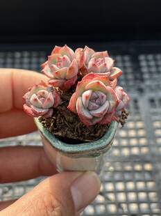 克罗地亚玫瑰 多肉植物一物一拍18包邮Y28-2